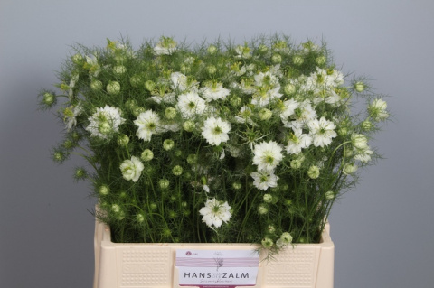 NIGE DAMASCENA WHITE OV 70cm - D