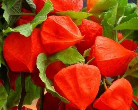 Physalis Lampion Tak 70cm - PROMO