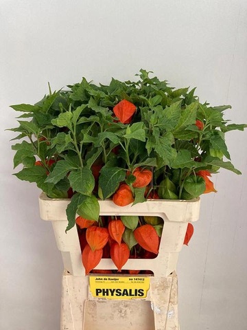 Physalis Lampion Tak 70cm - PROMO