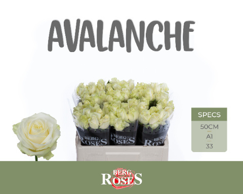 R GR AVALANCHE+ A2 50cm - D