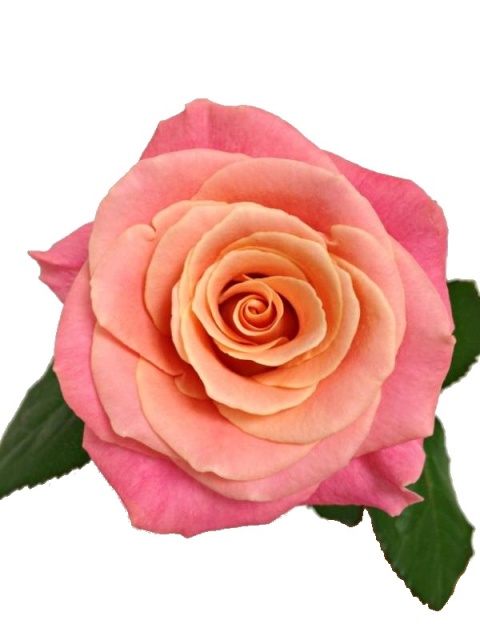 R GR MISS PIGGY+ 40cm - D