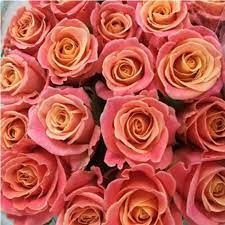 R GR MISS PIGGY+ 40cm - D