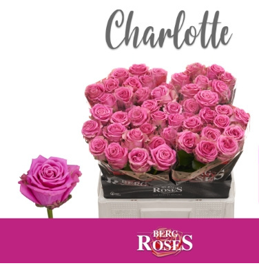 R GR CHARLOTTE @ A2 50cm - D
