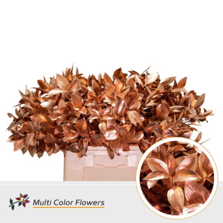Ruscus Koper H% 60cm - D