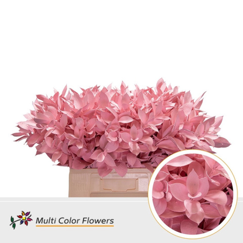Ruscus Rose light H% 60cm - D