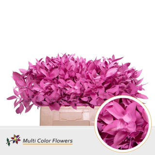 Ruscus Rose Nieuw H% 60cm - D