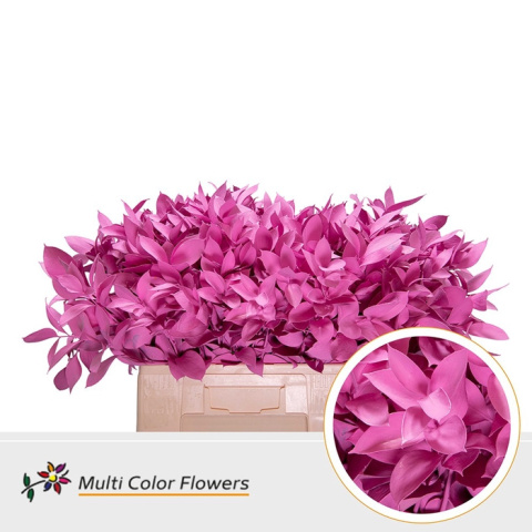 Ruscus Rose Nieuw H% 60cm - D