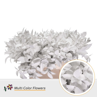 Ruscus White H% 60cm - D