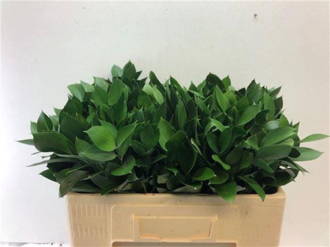 Ruscus pojedynczy 50-60 cm - Liście