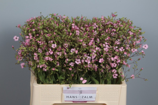 SAPONARIA OV ROZE 60cm - D