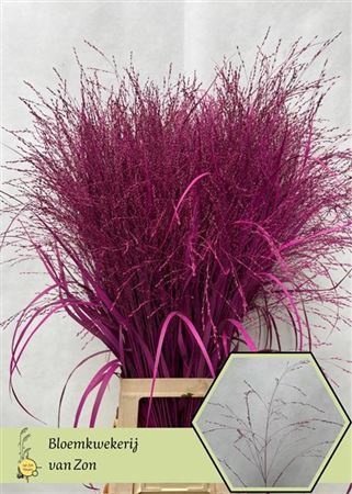 SIERGR OV Cerise KLB H% 95cm - D
