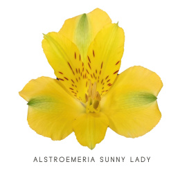 Alstroemeria Sunny Lady Perfection 85cm - Kolumbia