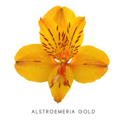 Alstroemeria Gold Perfection 85cm - Kolumbia