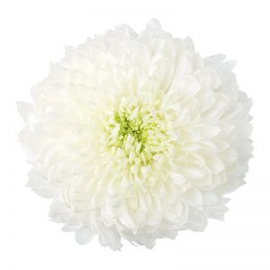 CHR G MAGNUM 75cm/ 125G - D