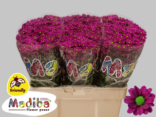 CHR S MAD JOMBE PURP 55cm - D