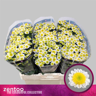 CHR S SUN UP 55cm/1250g - D