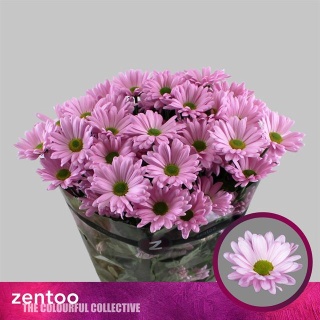 CHR T KATINKA Zentoo 70cm - D