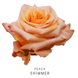 Colombia - R SHIMMER 50cm
