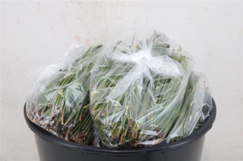 Pinus Naald Per Zak 500g - D