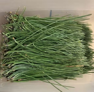 Pinus Naald Per Zak 500g - D