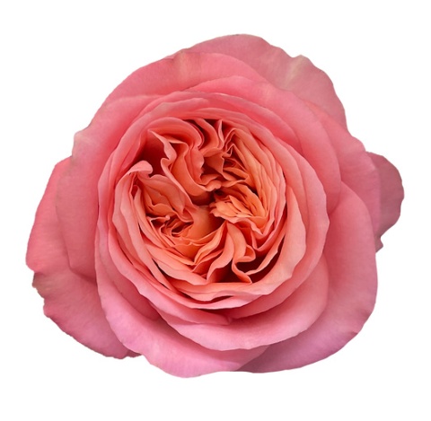 Ecuador - R Garden PINK X-PRESSION 40cm