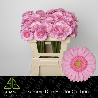 GE MI KIMSEY 50cm - D