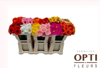 Ger Mini mix 50cm - 26DM