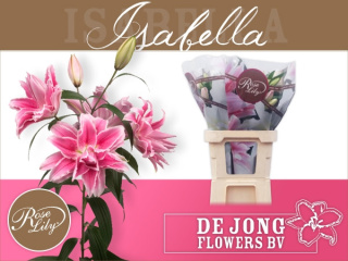 LI OR DU RL ISABELLA 4+ 80cm - D