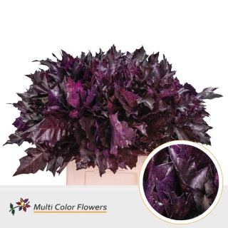 Quercus Eik Grof Aubergine 60cm - D