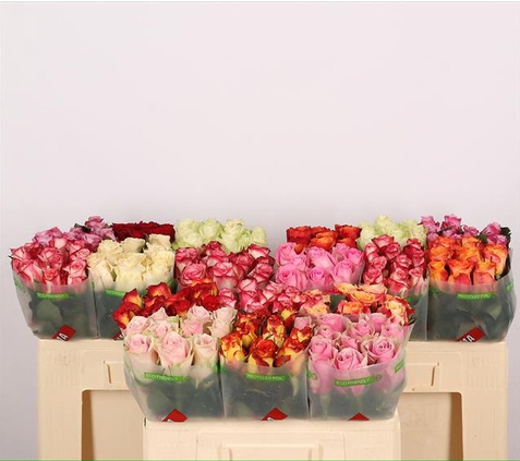 ROSA Gr MIX 50cm - 26DM ROSA Gr MIX 50cm - 26DM