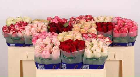 ROSA Gr MIX 50cm - 26DM ROSA Gr MIX 50cm - 26DM