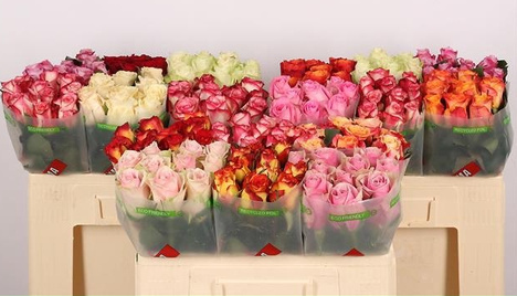 ROSA Gr MIX 50cm - 26DM ROSA Gr MIX 50cm - 26DM
