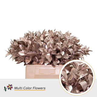Ruscus Champagne H% 60cm - D