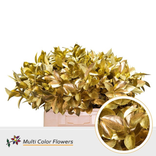 Ruscus Gold H% 50cm - D