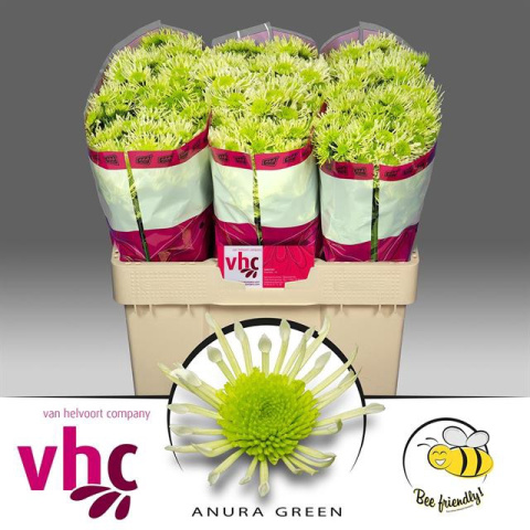 CHR S ANURA GREE 55cm - D