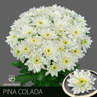 CHR T PINA COLADA 70cm/95g - D