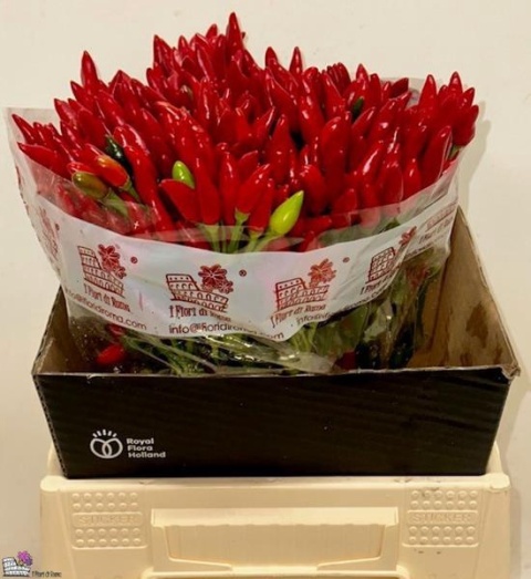 Cap Red Fire 40cm - D