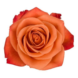 Ecuador - R ORANGE CRUSH 40cm
