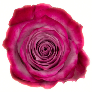 Ecuador - R Deep Purple 60cm
