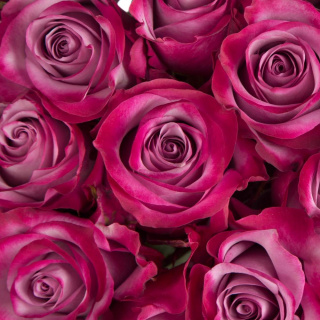Ecuador - R Deep Purple 60cm