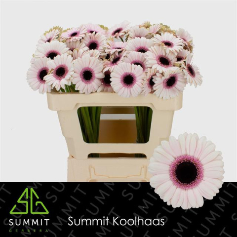 GE MI ABBY LOU 50cm - D