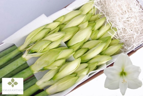 HIPP GA MONT BLANC 80cm - D