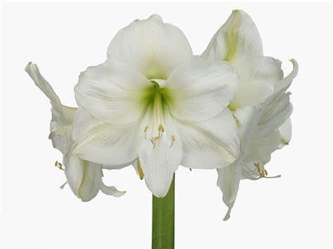 HIPP GA MONT BLANC 80cm - D