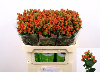 Hyp Tomato Flair 70cm - D