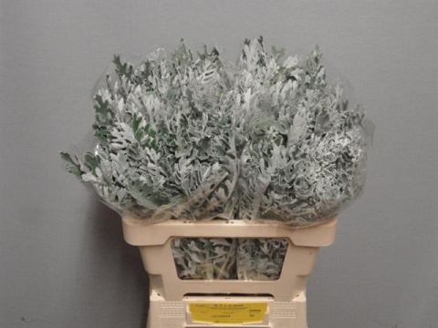 JACOBAEA MARITIMA 60cm - D