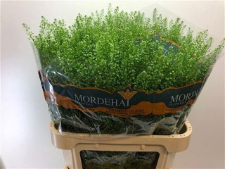 LEP RU GREEN BELL 80cm - D