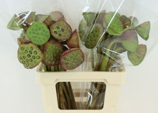 Nelumbo Nucifera Red 65cm - D