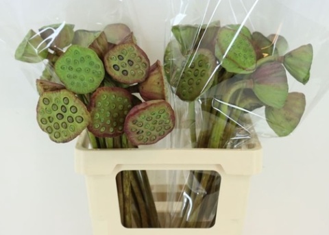 Nelumbo Nucifera Red 65cm - D