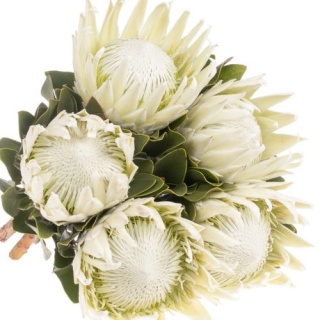 Protea Cynaroides Arctic Ice 50cm - D