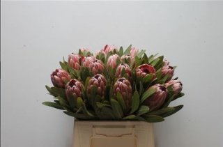 PROTEA LANCELOT 30cm - D